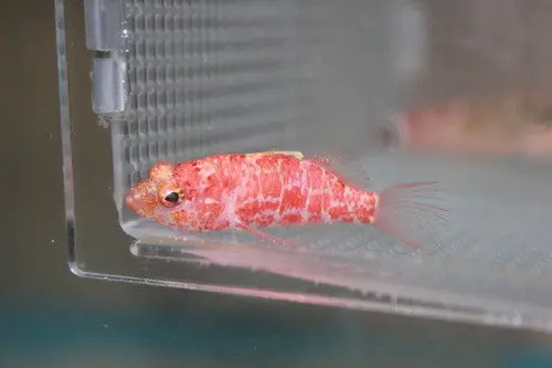 Geometric Pygmy Hawkfish 1