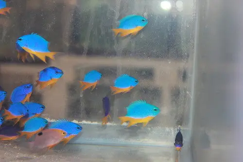 Kupang Yellowtail Damsel 1