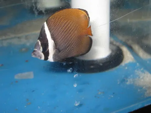 Collare Butterflyfish -1 1/2" 1