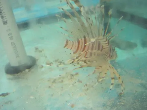 Volitan Lionfish 4" 1