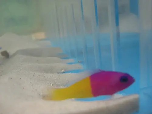 Bicolor Pseudochromis 1