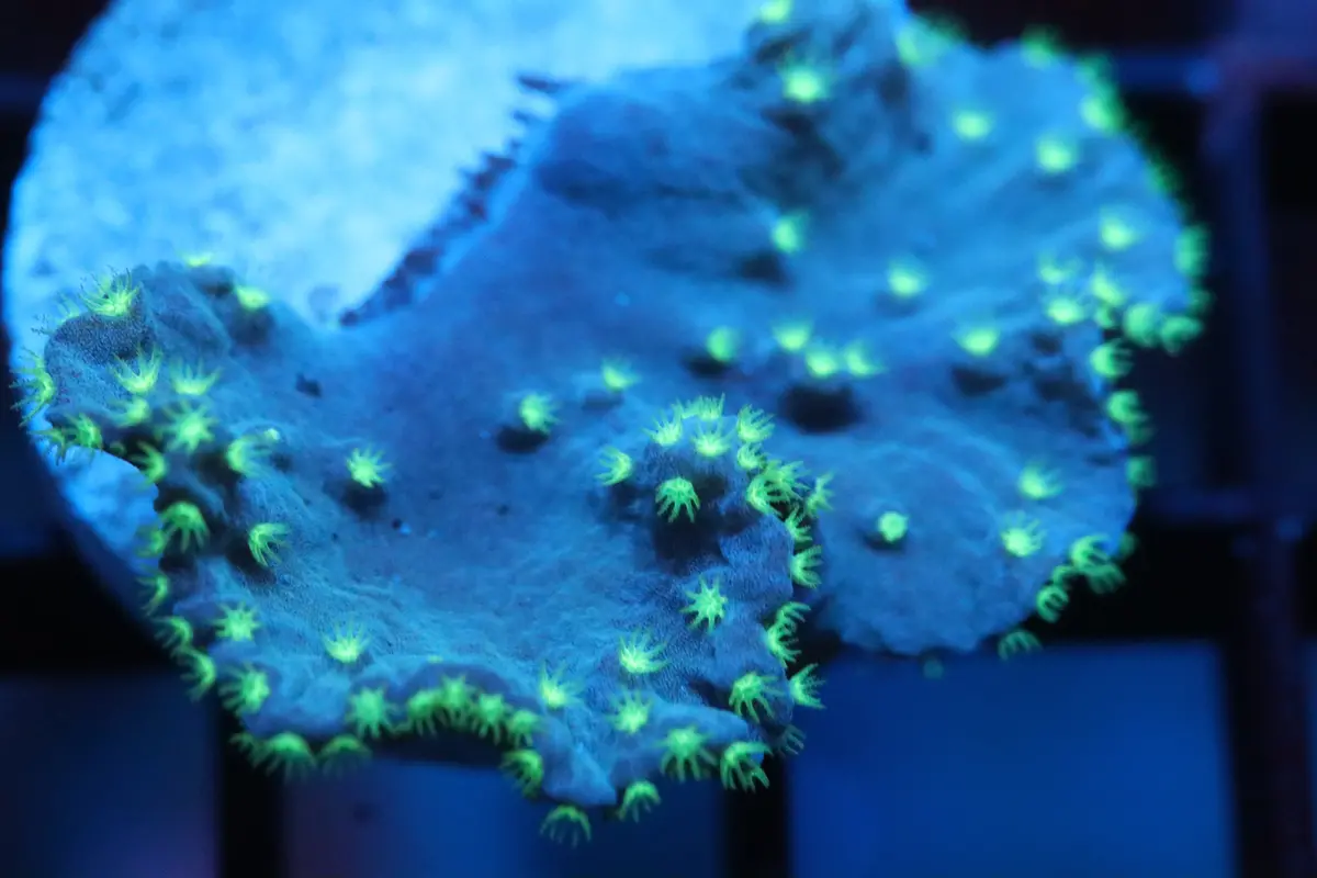 Neon Polyp Cabage Leather (A13) 1