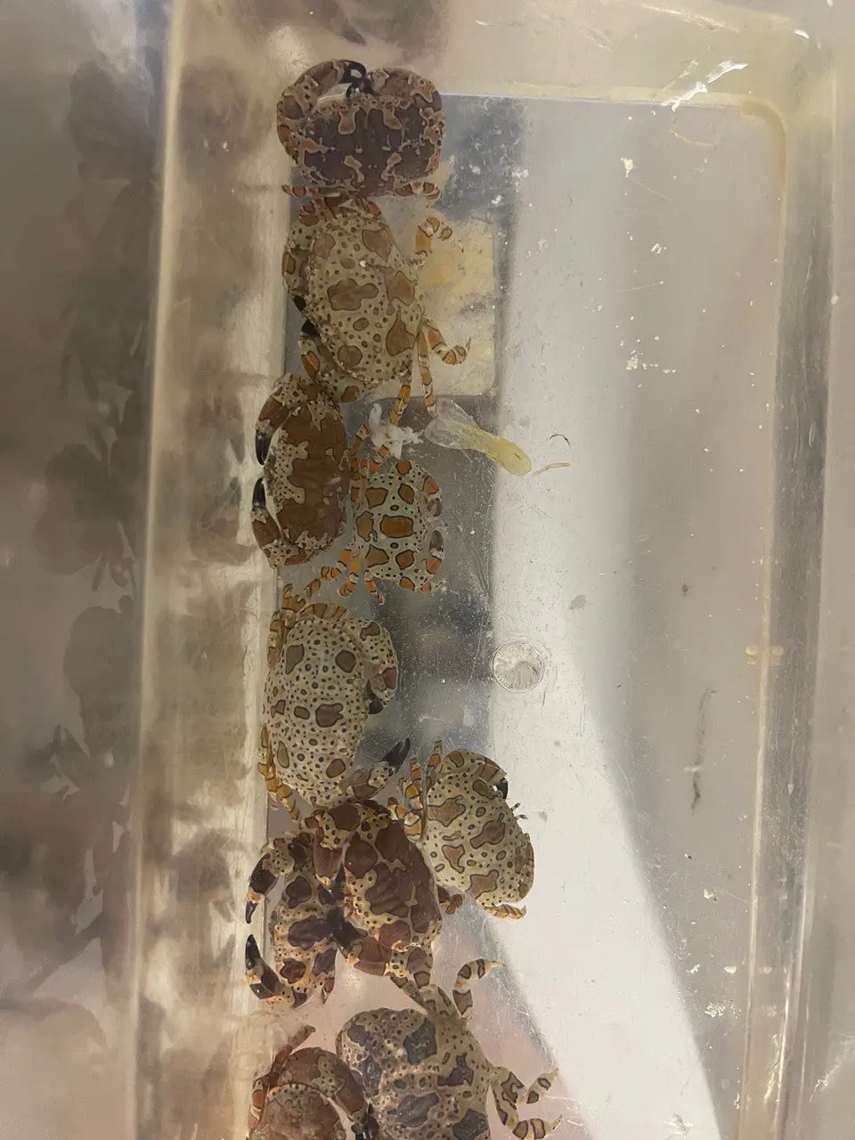 Gaudy Clown Crab | Platypodiella Spectabilis 1