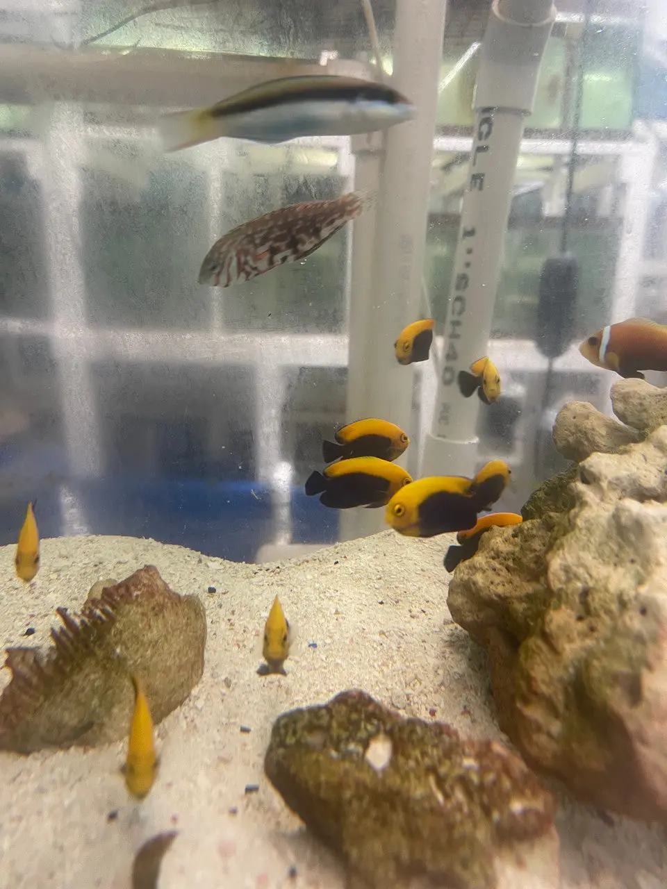 Brazilian Flameback Angelfish| Centropyge Aurantonotus (2-3") 1