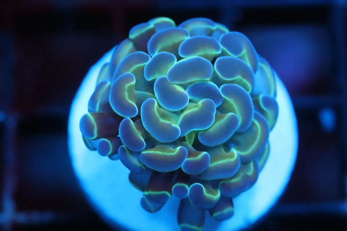 Hologram Hammer (A38) 1
