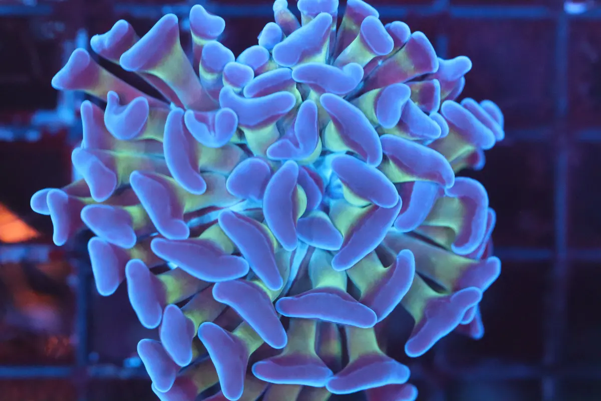 Neon Stem Hammer (A175) 1