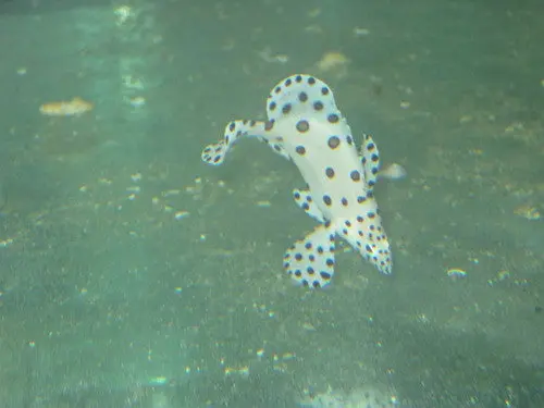 Panther Grouper-6 1