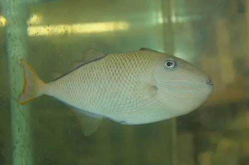 Crosshatch Triggerfish-(5-6") Female 1