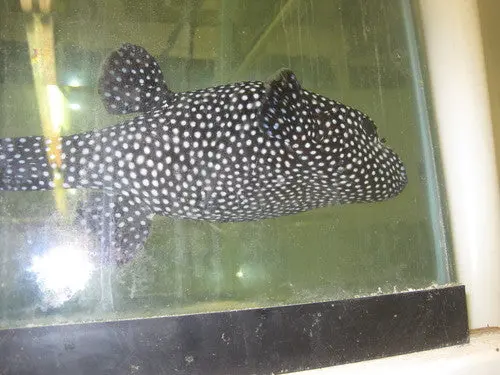Guinea Fowl Puffer (9-10") 1