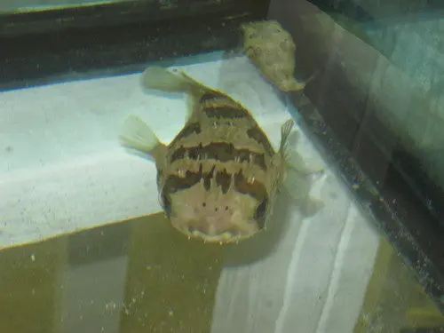 Porcupine Pufferfish-8" 1