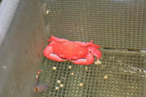 Strawberry Crab 1