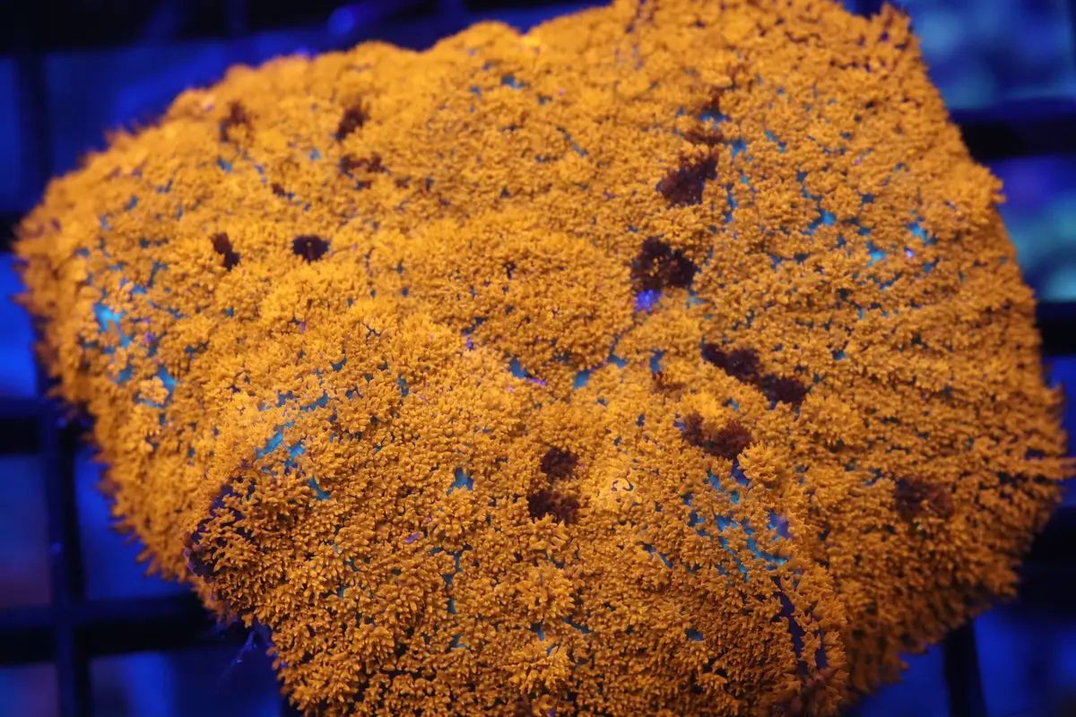 Xxl Red Orange Rhodactis Mushroom 1