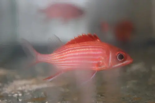 Red Striped Squirrelfish (3") 1