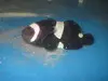 Black & White Ocellaris Clowns-Tank Raised (2") 1
