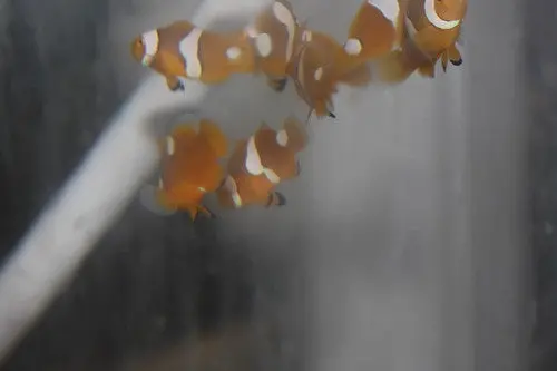 True Percula Clownfish (Cb) 1-1 1/2" 1