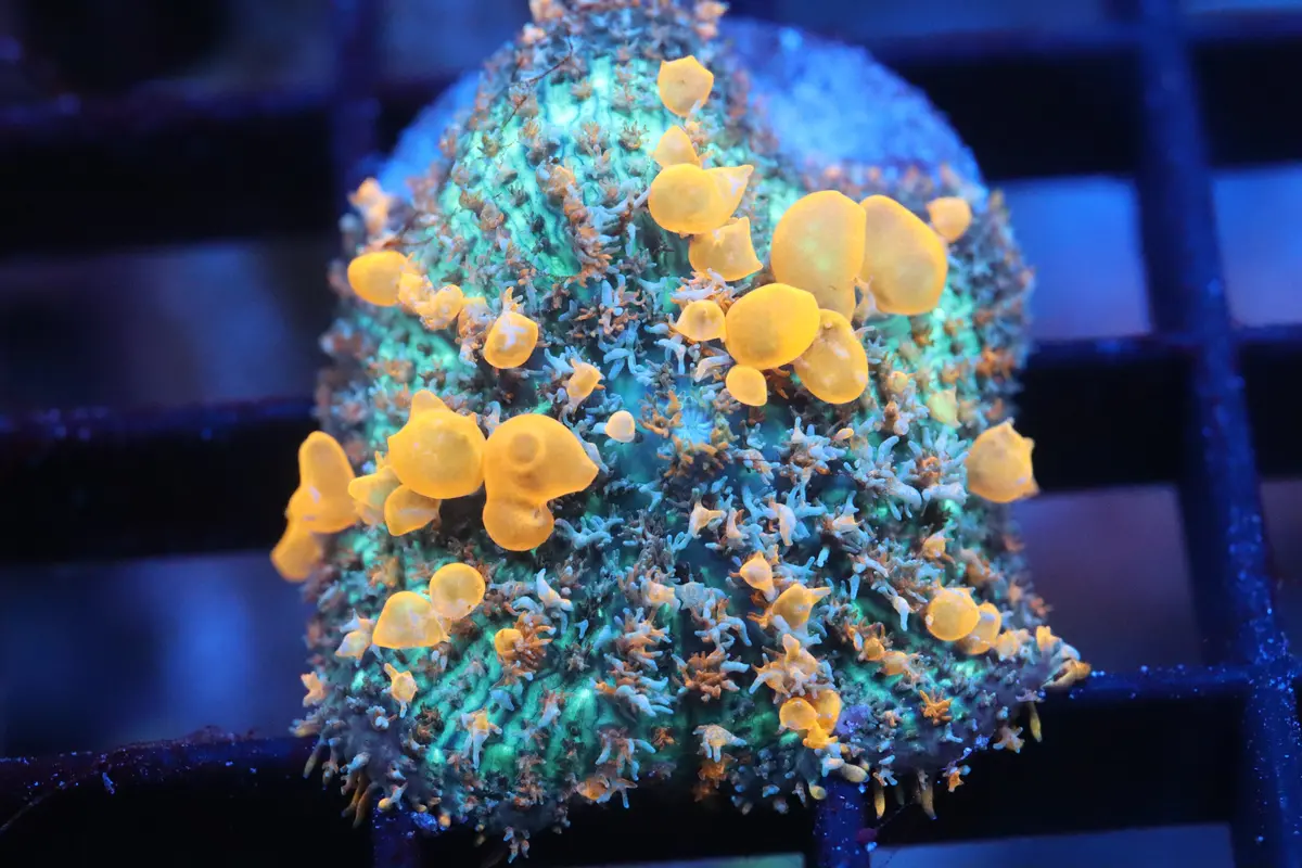 Sunkist Bounce Mushroom (B99) 1