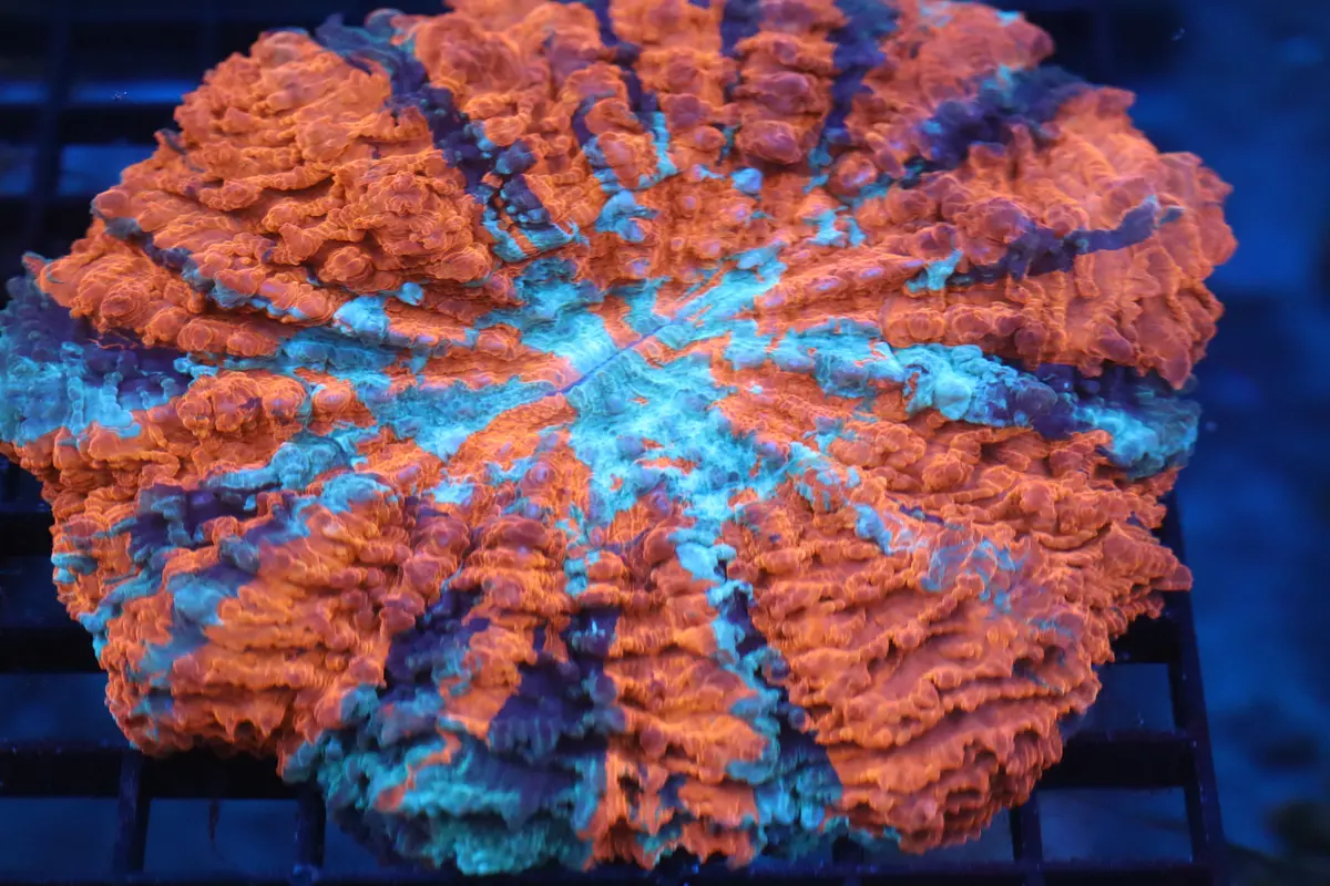 Red & Blue Acantho (61) 1