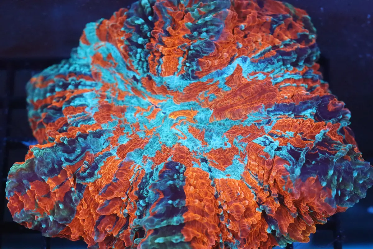 Red & Blue Acantho (47) 1