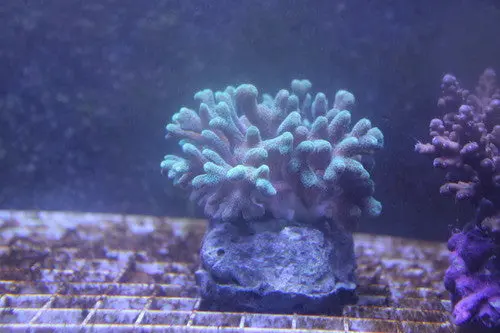 Seriatopora Caliendrum (3-4") 1
