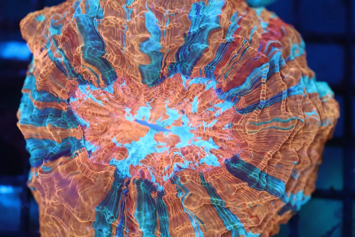 Rainbow Acantho (54) 1