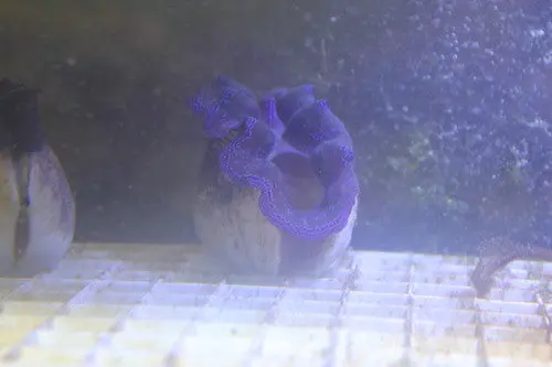 Electric Blue Crocea Clam-3-4" 1