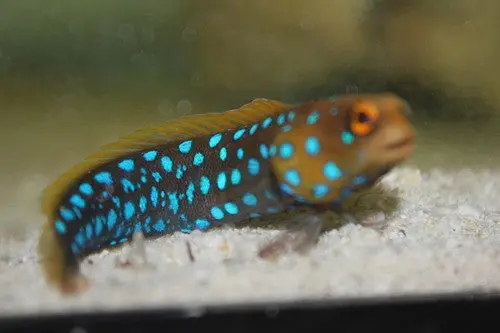 Blue Spotted Jawfish 1