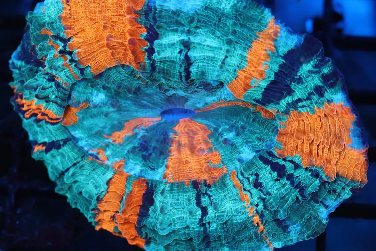 Orange Acantho (63) 1