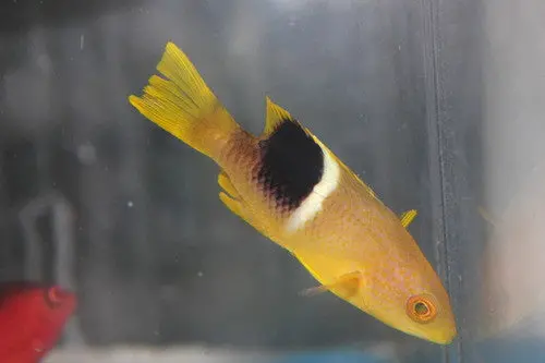 Goldspot Hogfish (Bodianus Peredito) 1