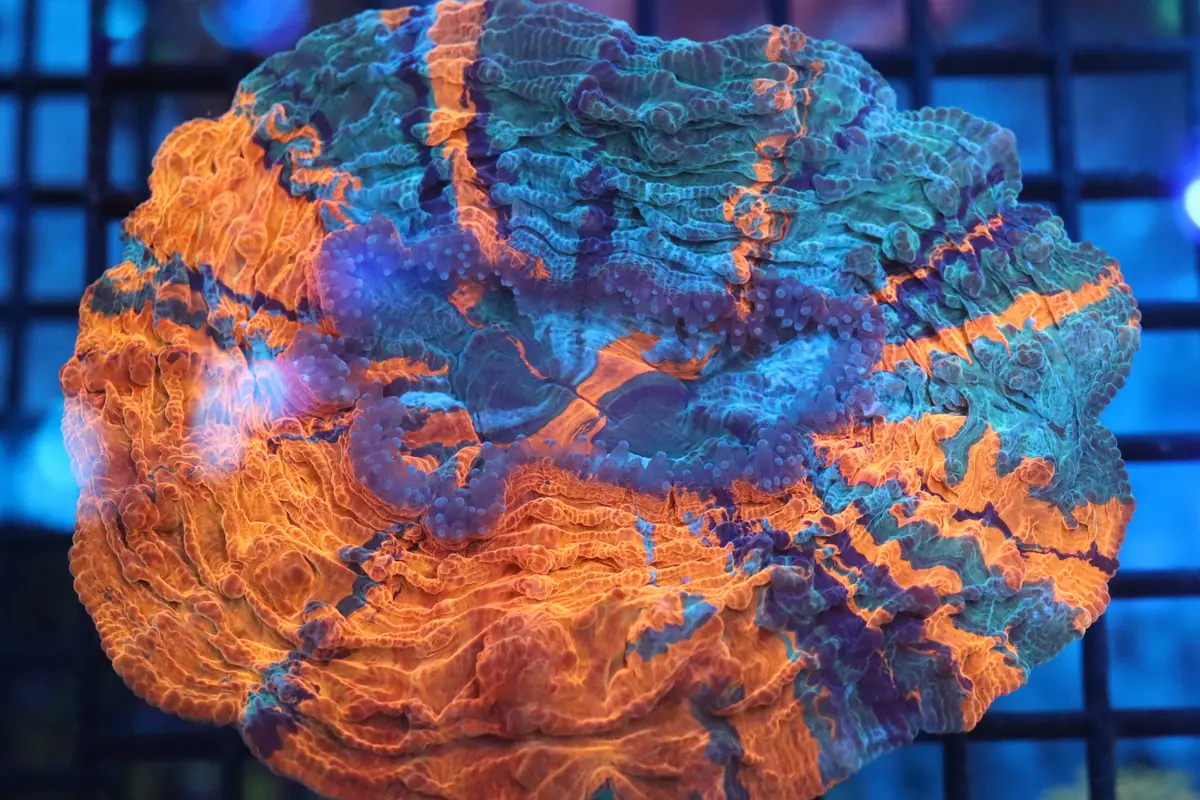 Orange Acantho (41) 1