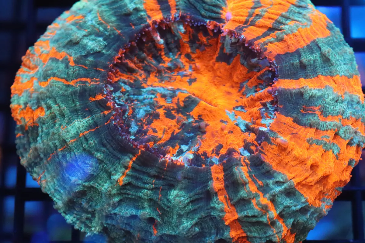 Orange Acantho (56) 1