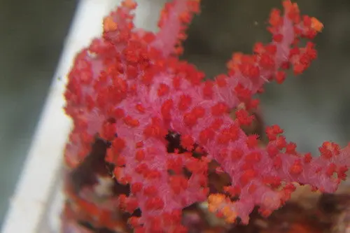Broccoli Coral-Neospongodes 1