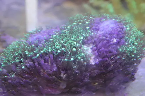 Green Star Polyps (Pachyclavularia)-6" Colony 1