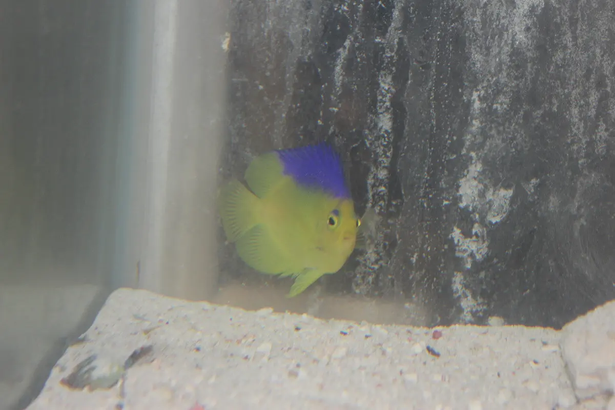 Blue Back (Colini) Pygmy Angel (1-1/2” Cb) 1