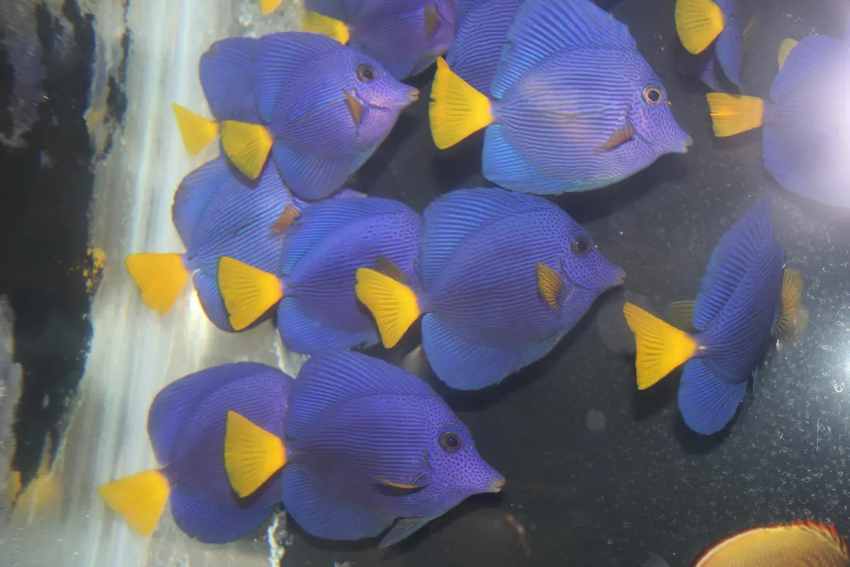 Red Sea Purple Tang | Zebrasoma Xanthurus (2-3") -Some Lateral Line Damage 1
