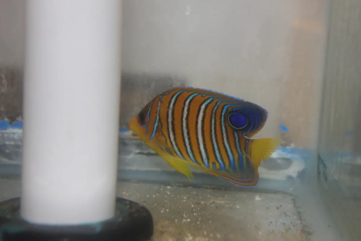 Regal Angel (Maldives Yellow Belly)   2" Juvenile 1