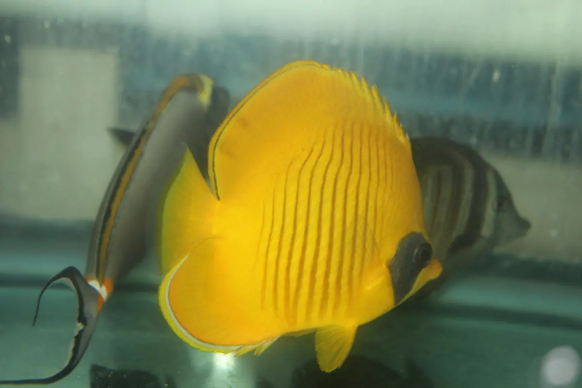Golden Butterflyfish | Chaetodon Semilarvatus (1-2") 1