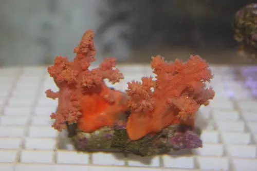 Scleronephthya Strawberry Coral 1