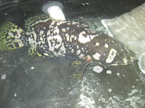Bumble Bee Grouper (16”) 1