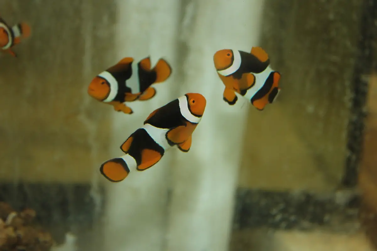 Black Onyx Clownfish 1