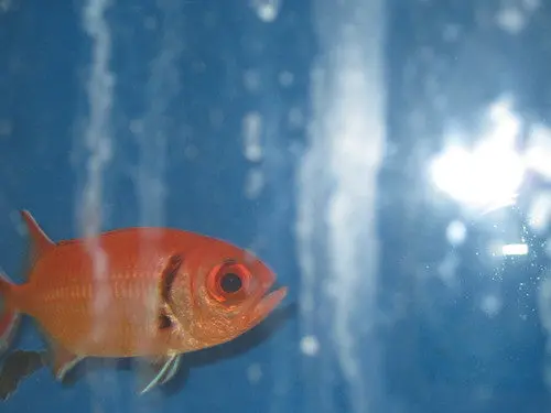 Black Bar Soldierfish (4") 1