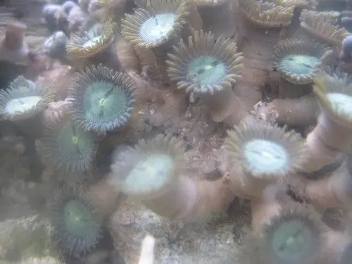 Zooanthid Polyps-Green-Large (6") 1