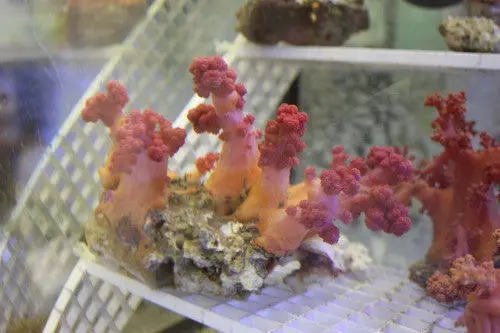 Scleronephthya Red Silk Coral -Xl Colony 1