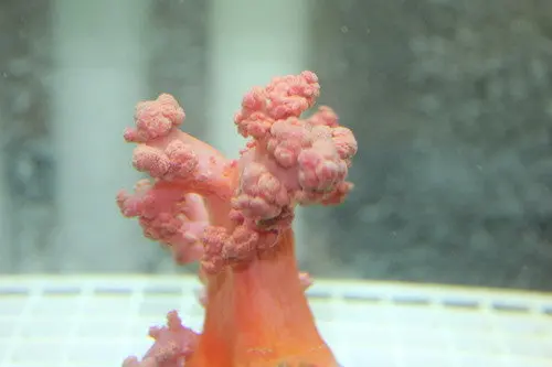 Red Carnation Coral-Dendronepthya 1