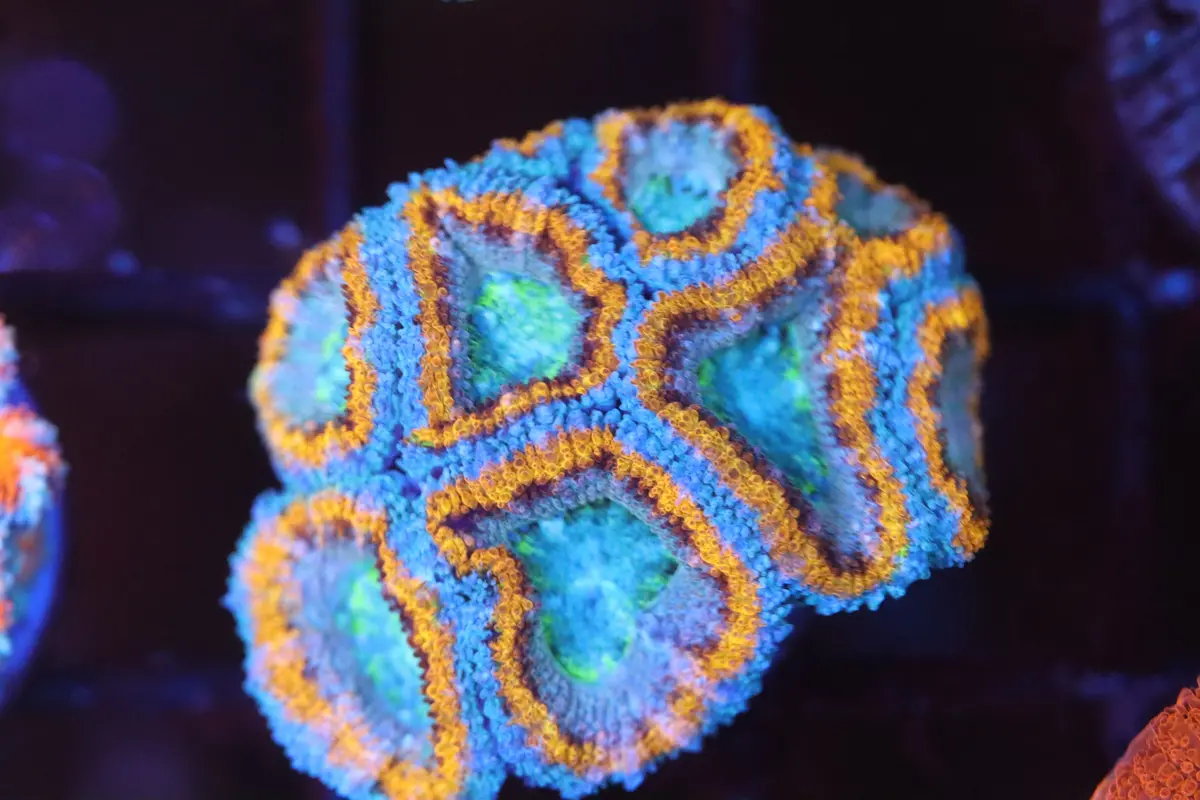 Kaleidoscope Micromussa (A75) 1