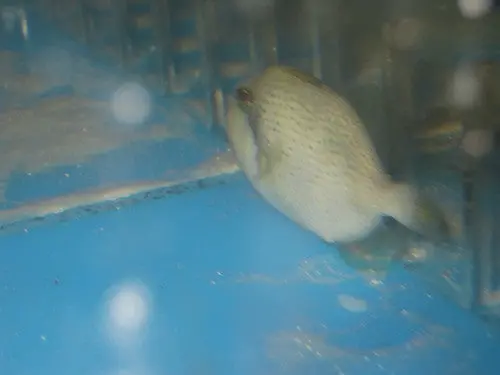 Yellow Margin Triggerfish-1-2" 1