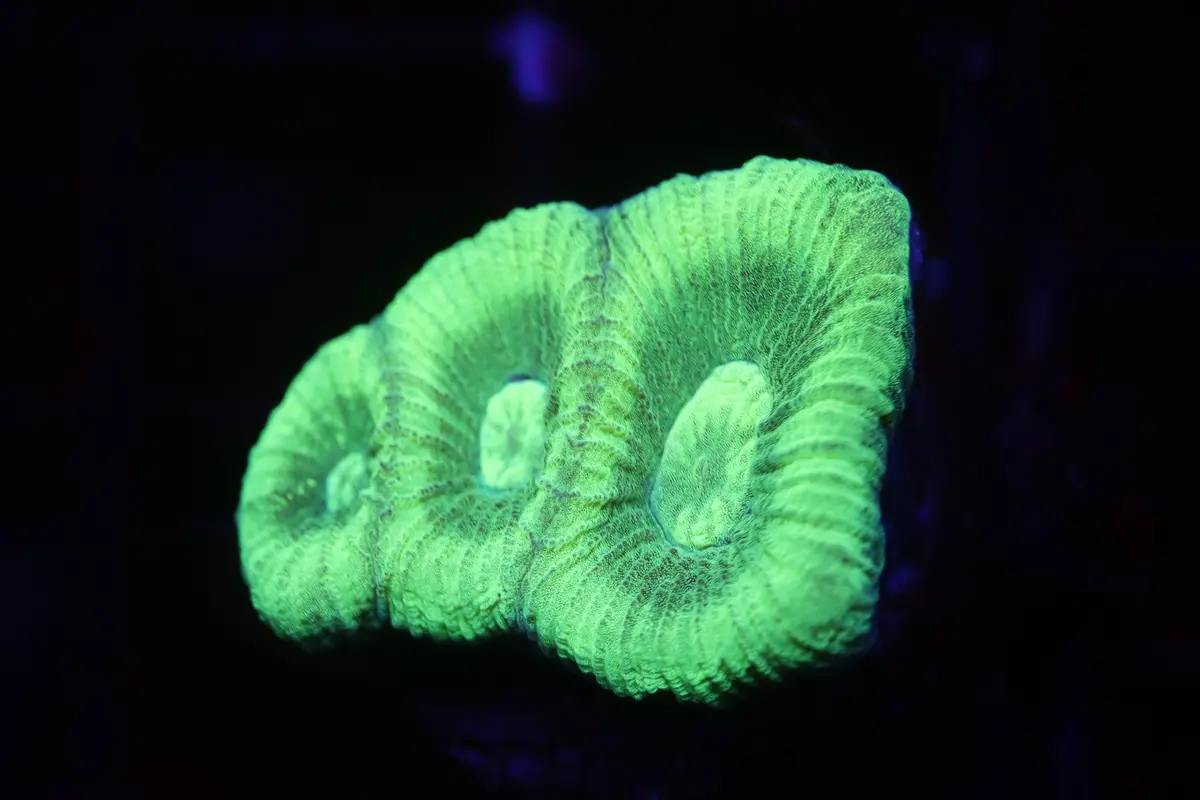 Neon Favia (A70) 1