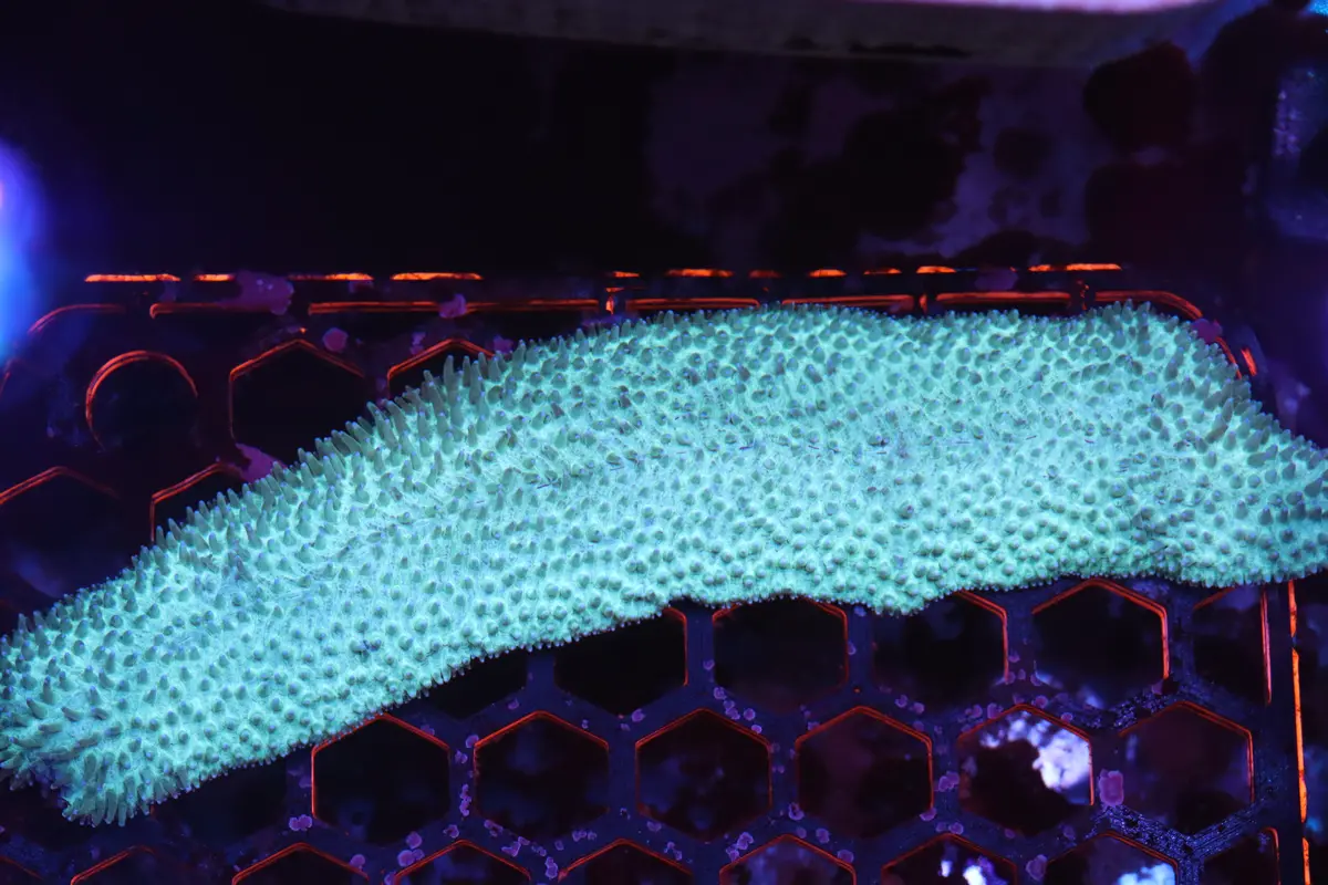 Neon Tongue Coral (A100) 1