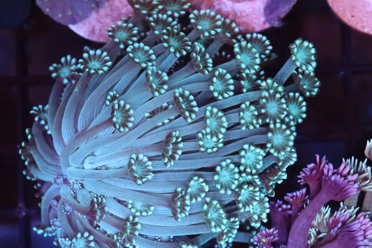 Pretty Blue  Alveopora Mini Colony (A80) 1