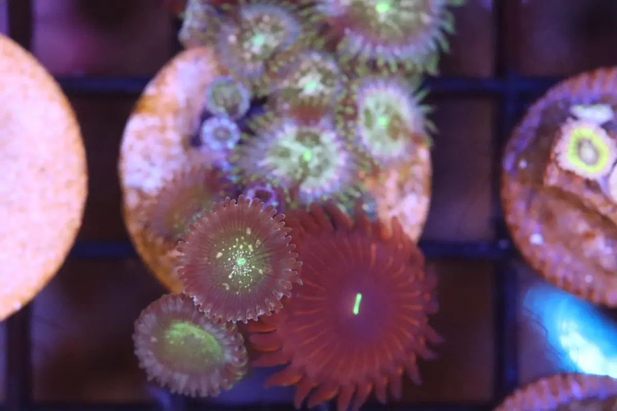 Purple Eater Speck Zoa Mix (A78) 1