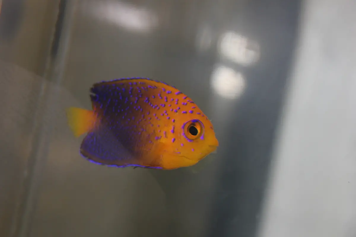 Interruptus Angel | Centropyge Interruptus 3" (Captive Bred) 1